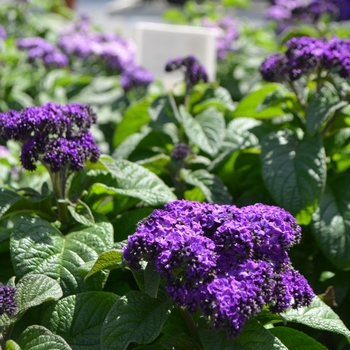 Heliotropium arborescens 'Nautilus Blue' 