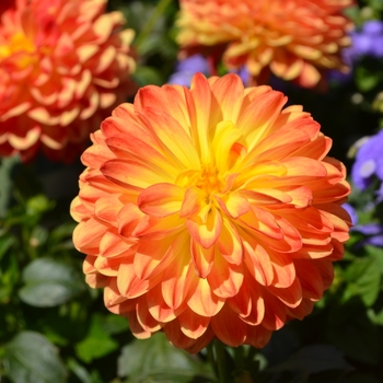 Dahlia x hortensis 'Yellow Orange' 