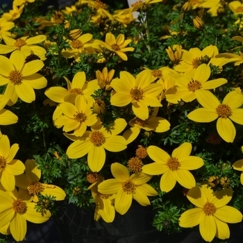 Bidens ferulifolia 'Sir Francis' 