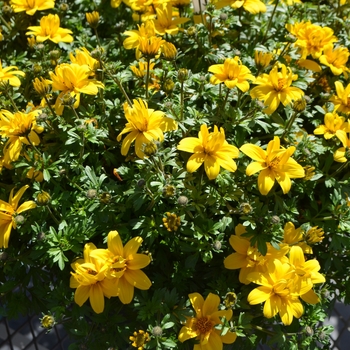 Bidens ferulifolia 'Port Royal Double' 