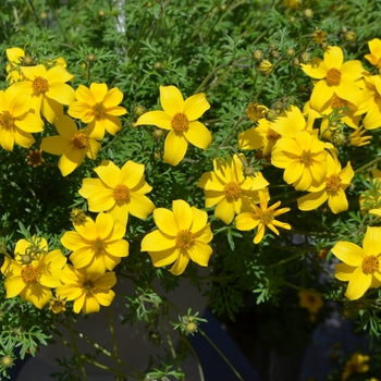 Bidens ferulifolia 'Goldita' 