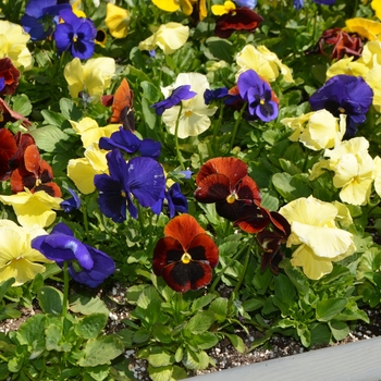 Viola x wittrockiana Inspire® 'Plus Wine Country Mix'