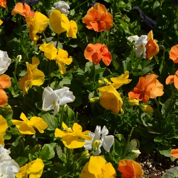 Viola x wittrockiana 'Plus Sunny Day Mix' 