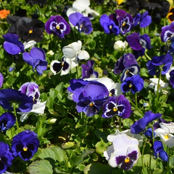 Viola x wittrockiana Inspire® 'Plus Blueberry Pie Mix'