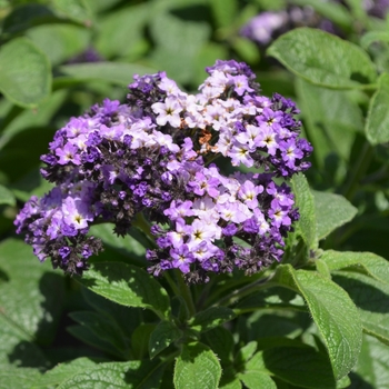 Heliotropium arborescens 'Nautilus Lavender'