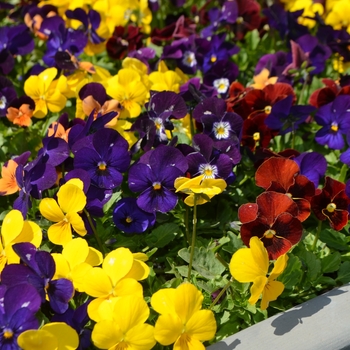 Viola cornuta 'Indian Summer Mix' 