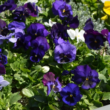 Viola x wittrockiana Inspire® DeluXXe™ 'Blue Moon Mix'