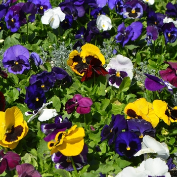 Viola x wittrockiana 'Blotch Mix' 