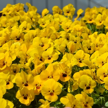 Viola cornuta Admire® 'Yellow Blotch'