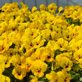 Viola cornuta 'Yellow Blotch' 