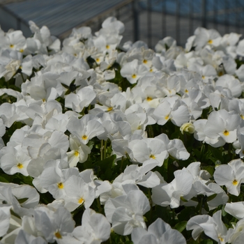 Viola cornuta 'White' 