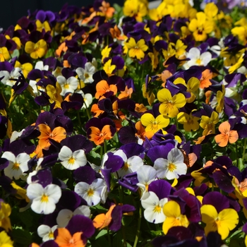 Viola cornuta Admire® 'Jump-up Mix'