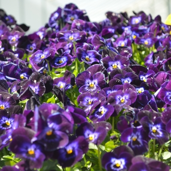 Viola cornuta Admire® 'Denim'