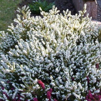 Erica x darleyensis 'White Perfection' 