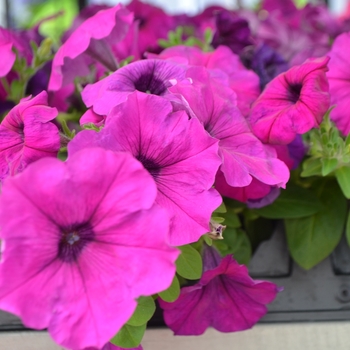 Petunia 'Violet' 