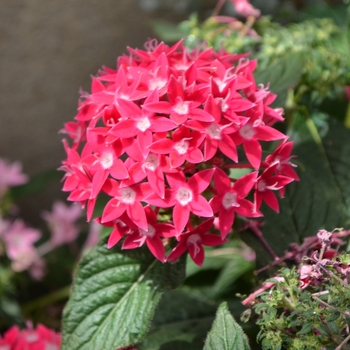 Pentas lanceolata 'Rose' 