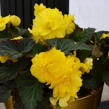 Begonia x tuberhybrida 'Yellow' 