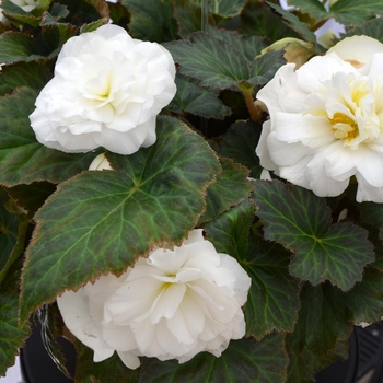 Begonia x tuberhybrida 'White' 