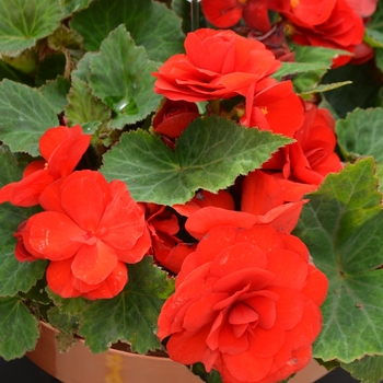 Begonia x tuberhybrida 'Red' 