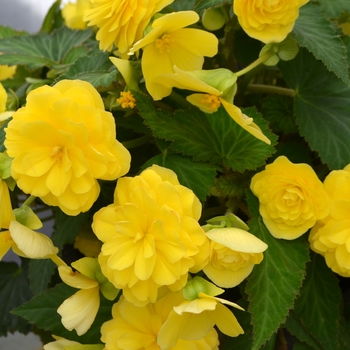 Begonia x tuberhybrida 'Joy Yellow' 