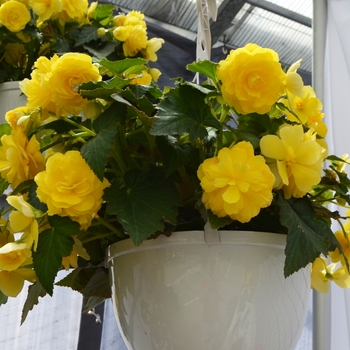 Begonia x tuberhybrida Nonstop® 'Joy Yellow'