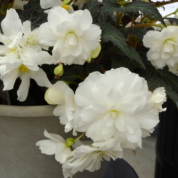 Begonia x tuberhybrida Nonstop® 'Joy Mocca White'