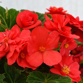 Begonia x tuberhybrida 'Deep Rose' 