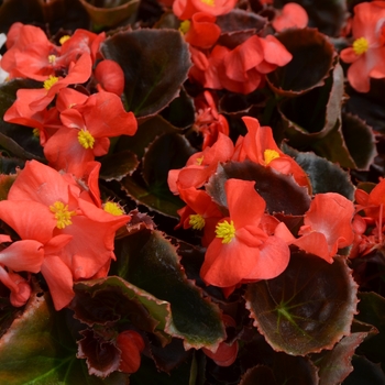 Begonia semperflorens Nightlife 'Red'