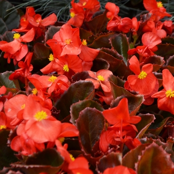 Begonia semperflorens 'Red' 