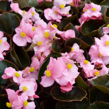 Begonia semperflorens 'Pink' 