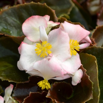 Begonia semperflorens 'Blush' 