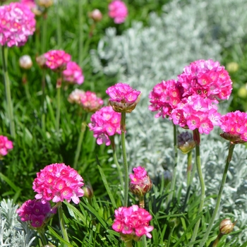 Armeria maritima 'Deep Rose' 