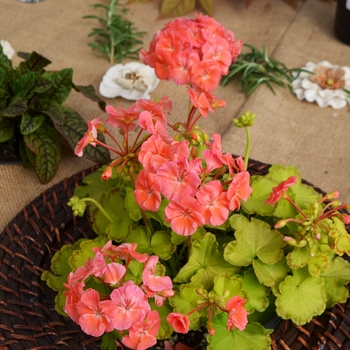 Pelargonium 'Glitterati Diva Queen' PPAF