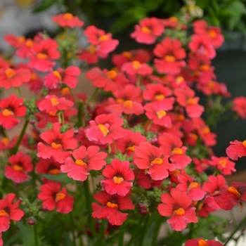 Nemesia 'Red' 