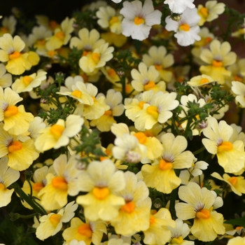 Nemesia Nessie Plus™ 'Cream'