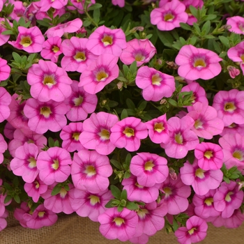 Calibrachoa Unique 'Hot Pink'