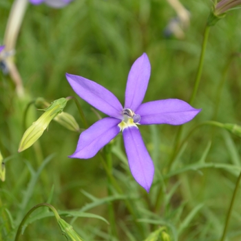 Laurentia 'Avant-garde Violet' 