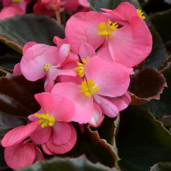 Begonia semperflorens Nightlife 'Rose'