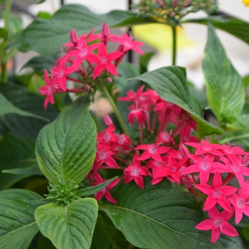 Pentas lanceolata 'Lipstick' 