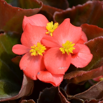 Begonia semperflorens Cocktail® Vodka