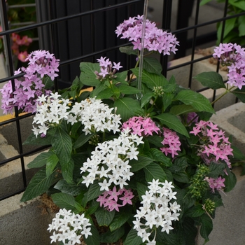 Pentas lanceolata 'Mix' 