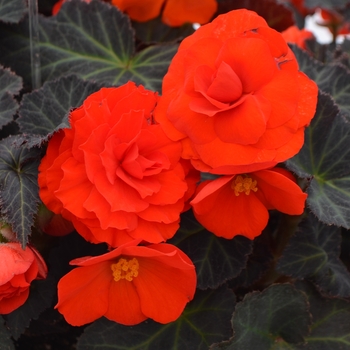 Begonia x tuberhybrida 'Mocca Orange' 