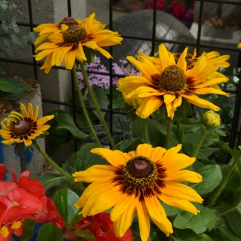 Rudbeckia hirta 'Denver Daisy™'