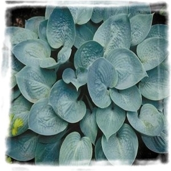 Hosta 'Prairie Sky' PP17309