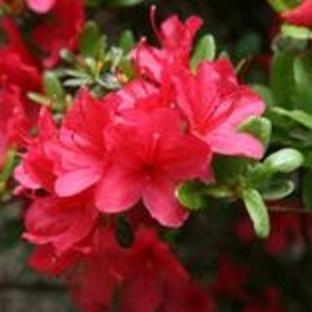 Rhododendron Kurume Hybrid 'Hino Crimson' 