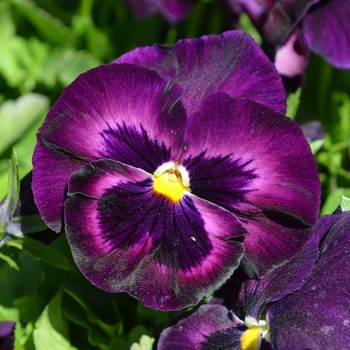 Viola x wittrockiana 'Rose Velour' 