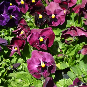 Viola x wittrockiana Inspire® DeluXXe™ 'Rose Blotch'