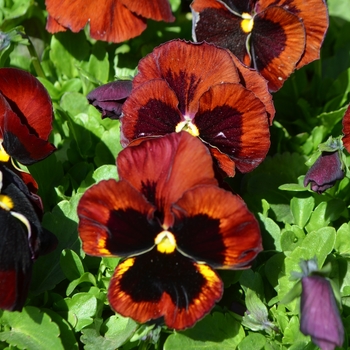 Viola x wittrockiana Inspire® DeluXXe™ 'Red Blotch'