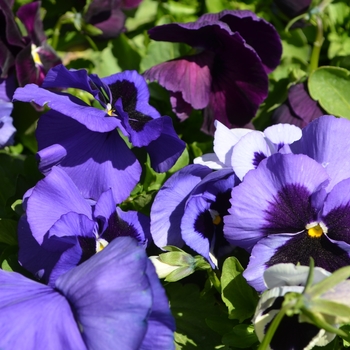 Viola x wittrockiana 'Ocean' 