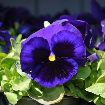 Viola x wittrockiana Inspire® DeluXXe™ 'Deep Blue Blotch'